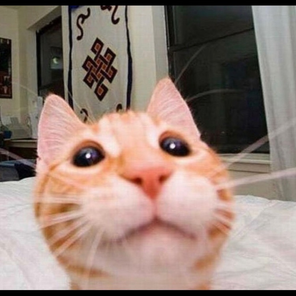 Meet your Posher, Sam